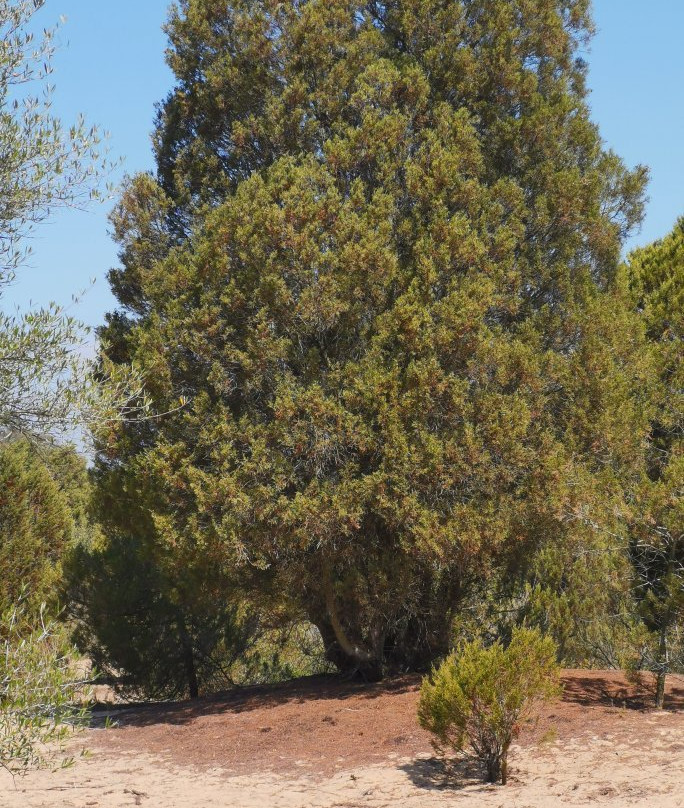 Jardin Botanico Dunas del Odiel景点图片
