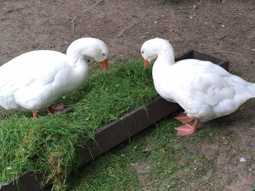 Tierpark Petermoor Bassum景点图片