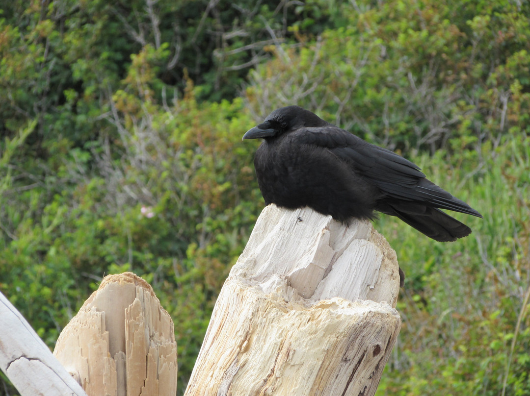 Dallas Road Beach-维多利亚必去景点
