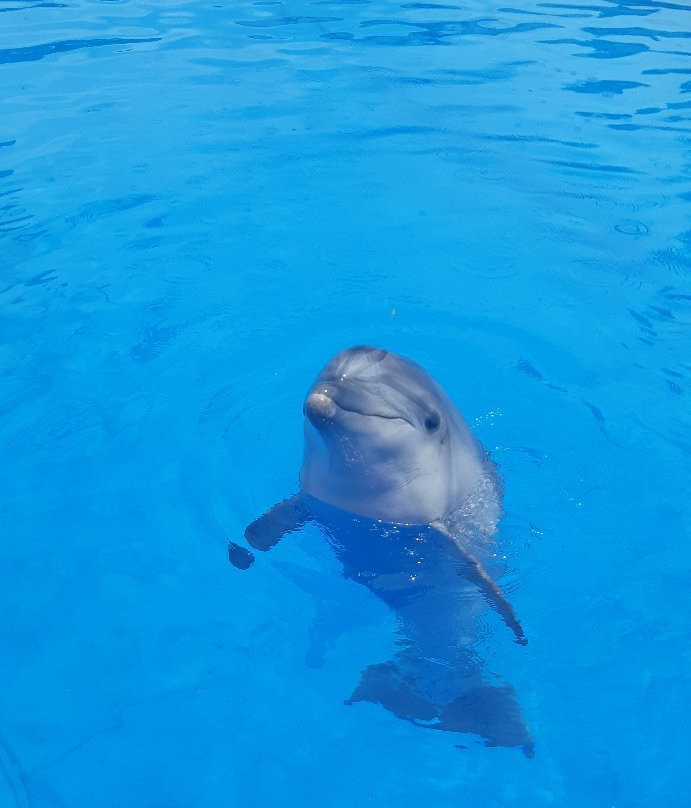Sevastopol Dolphinarium in Artillery Bay-塞瓦斯托波尔必去景点