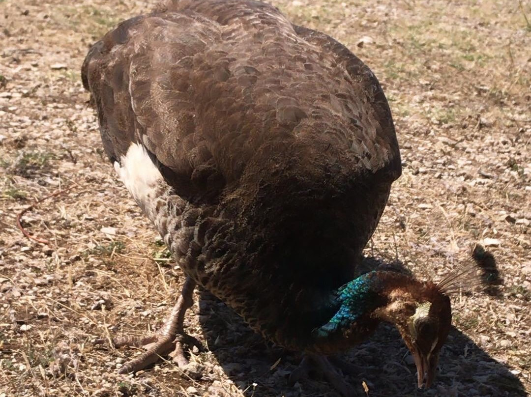 Excursion Antonio-普拉必去景点