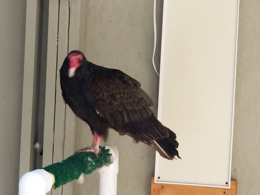 Badger Run Wildlife Rehab-克拉马斯福尔斯必去景点