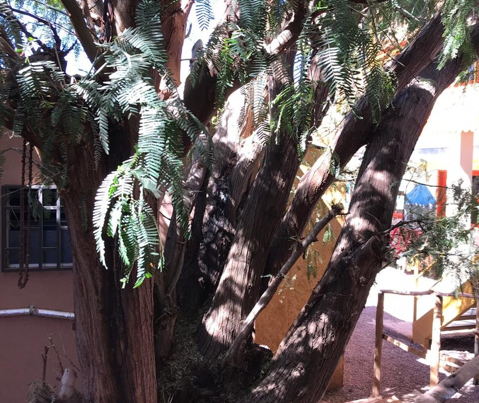 El Amigo Lucho主图