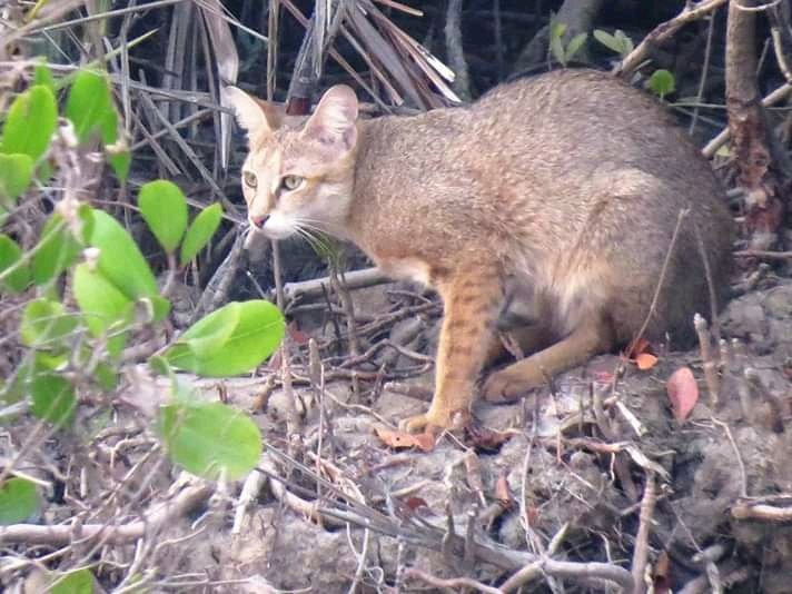 Sundarban Tour And Travels-Gosaba必去景点