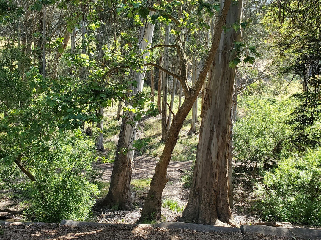 Glen Canyon Park-旧金山必去景点