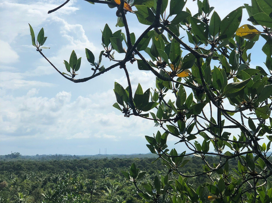 Munjang Mangrove景点图片