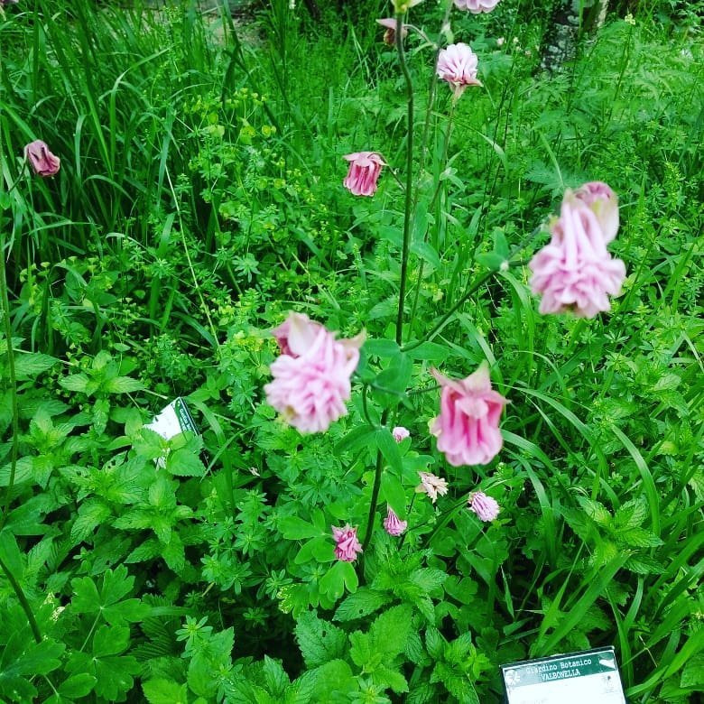 Giardino Botanico Valbonella景点图片