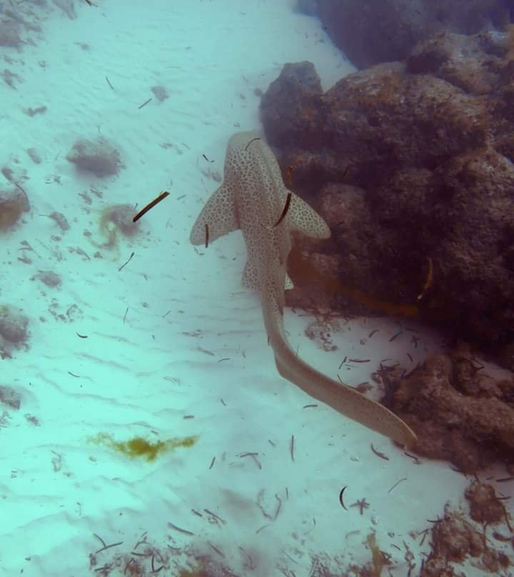 Scub'Addict-Bourail必去景点