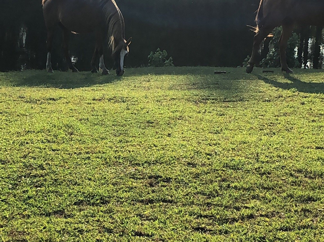 Pure Horse Play-Griffin必去景点