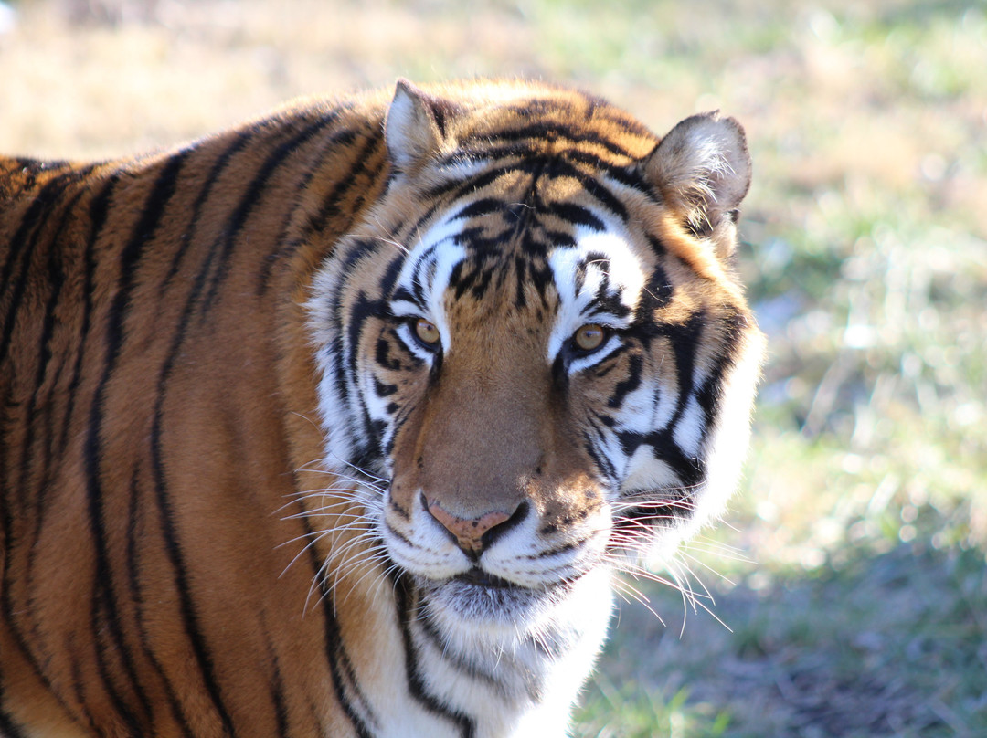 Cedar Cove Feline Conservatory & Education Center-Louisburg必去景点