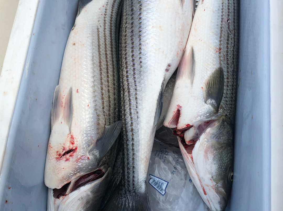 Parker Petes  Fishing Charters-Belmar必去景点