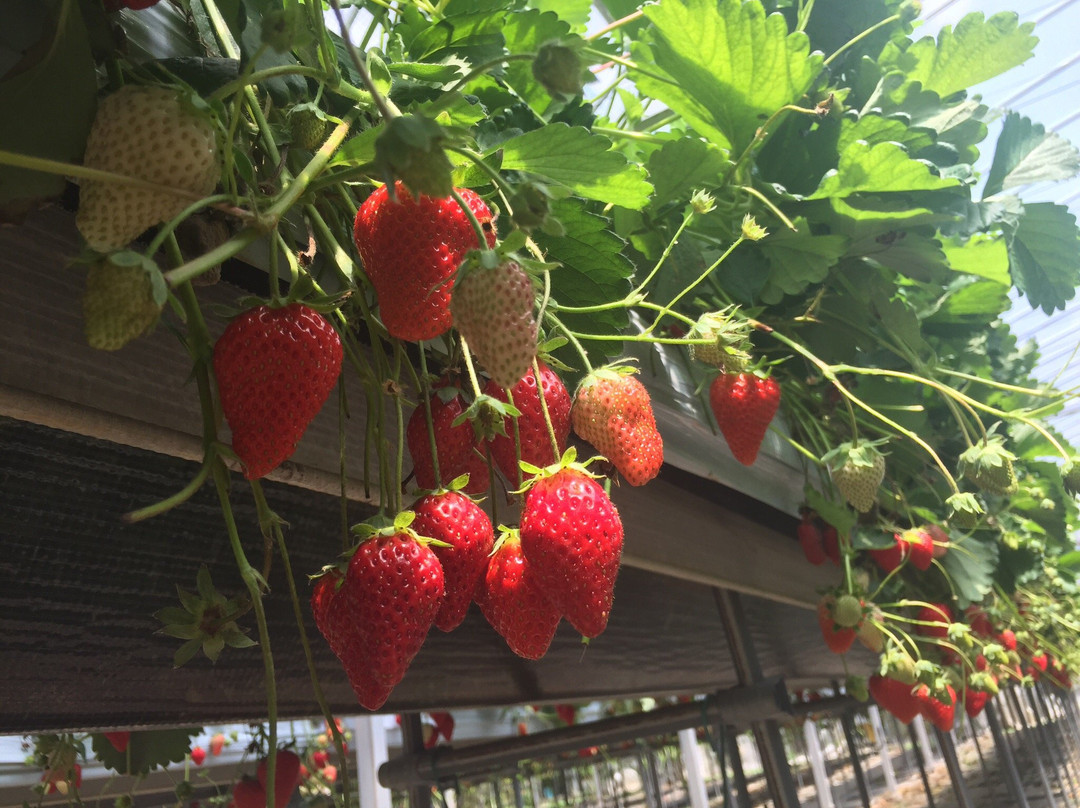 Watanabe Strawberry Farm-君津市必去景点