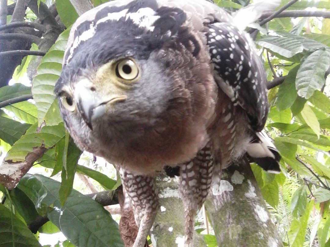 Bukit Lawang Eco-Jungle-Tours-武吉拉旺必去景点