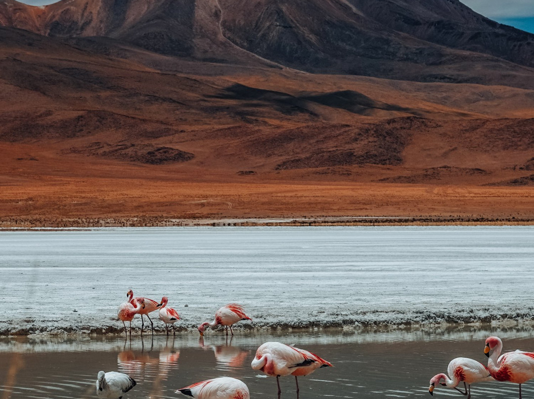 Eduardo Avaroa National Reserve of Andean Fauna景点图片