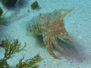 Dive Smart Gozo-圣劳伦斯必去景点