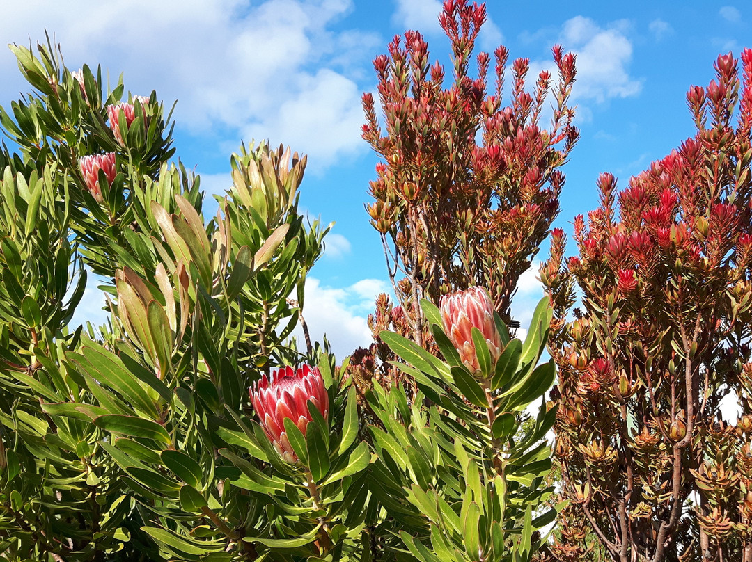 Wind-Rose Guest House主图