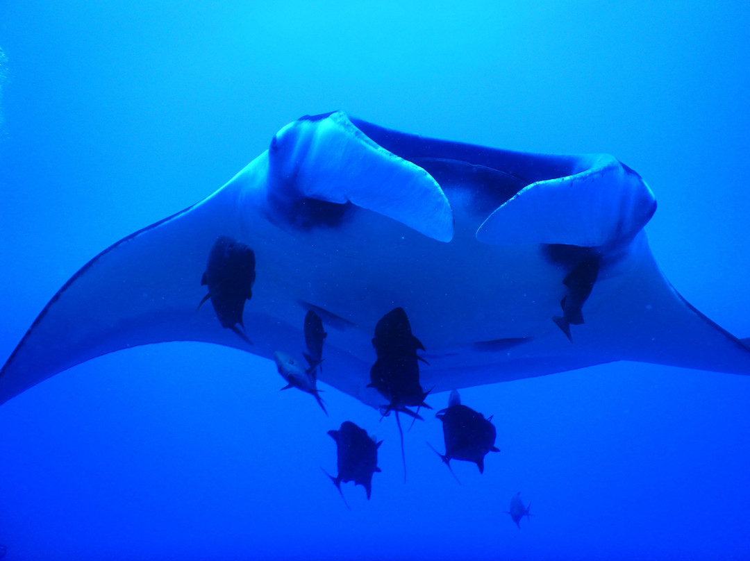 Socorro Island-卡波圣卢卡斯必去景点