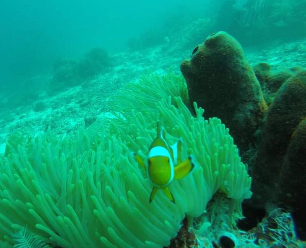 Puahele Diving Tour景点图片