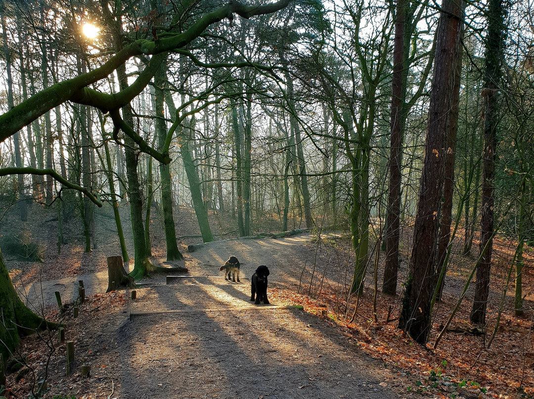 Wandelbos Groenendaal景点图片