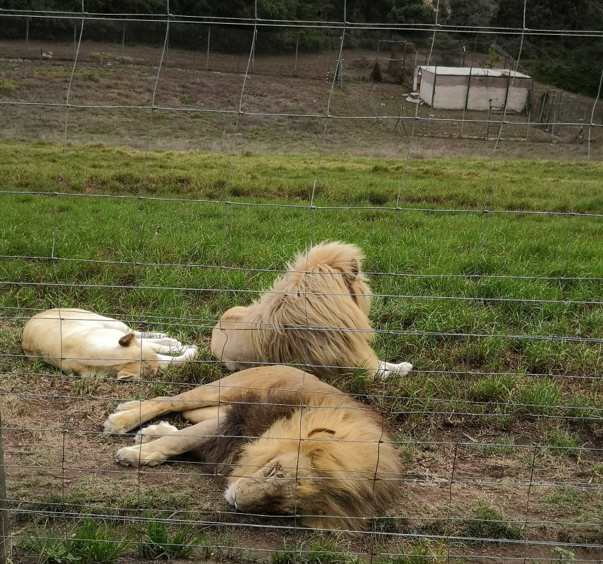 Seaview Lion Park-伊丽莎白港必去景点
