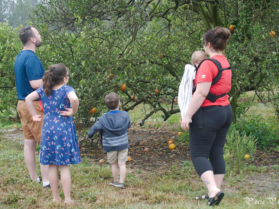 Hancock Groves-Dade City必去景点