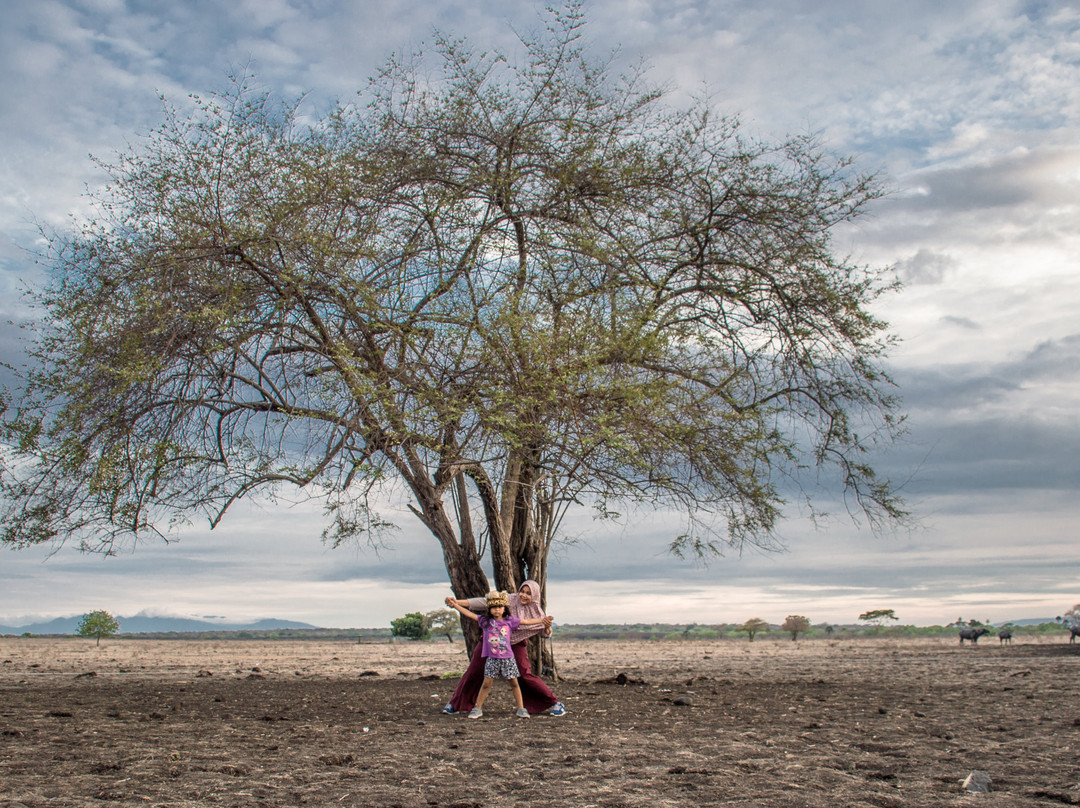 Savanna Field-巴纽旺宣必去景点