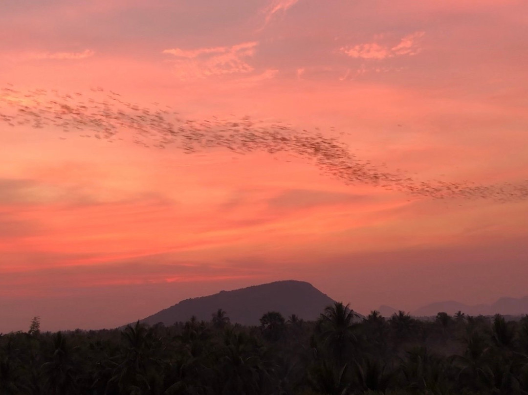 Battambang Bat Caves景点图片