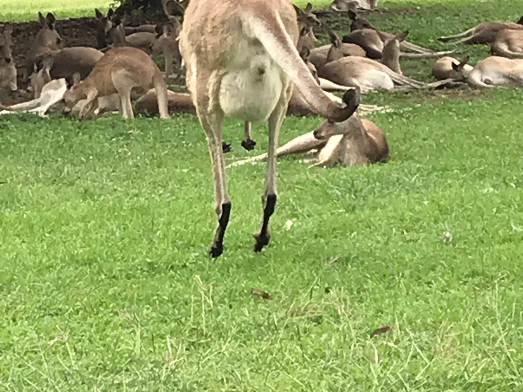 Mareeba Golf Club-马里巴必去景点