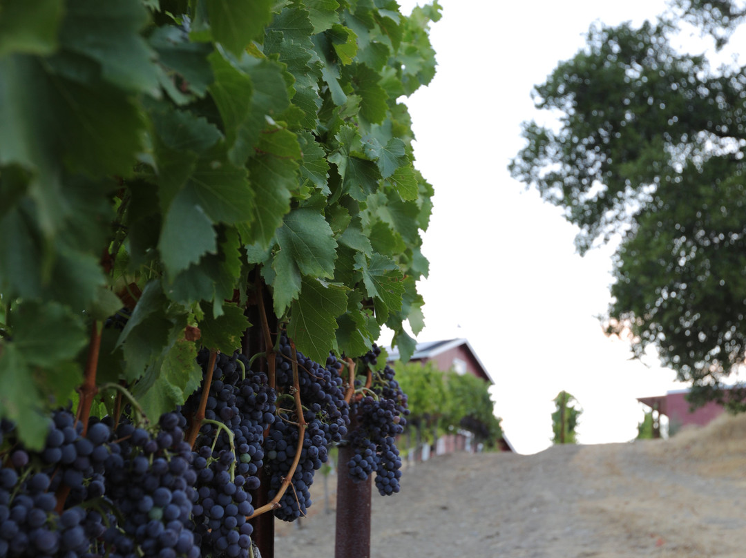 Trattore Farms and Winery景点图片