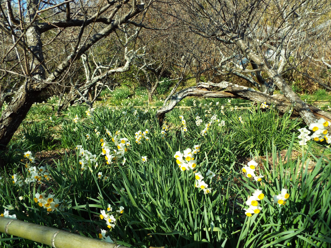 Soho Tokutomi Museum-二宫町必去景点