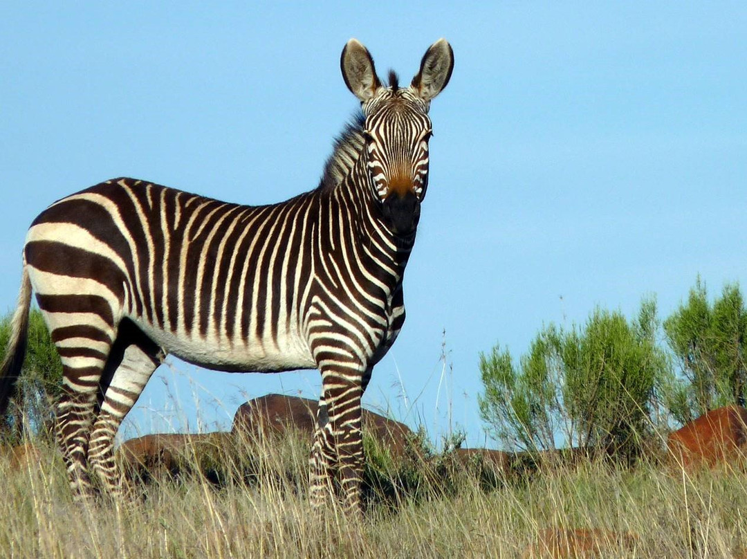 KAROO CONNECTIONS Tours & Transfers-格拉夫-里内特必去景点