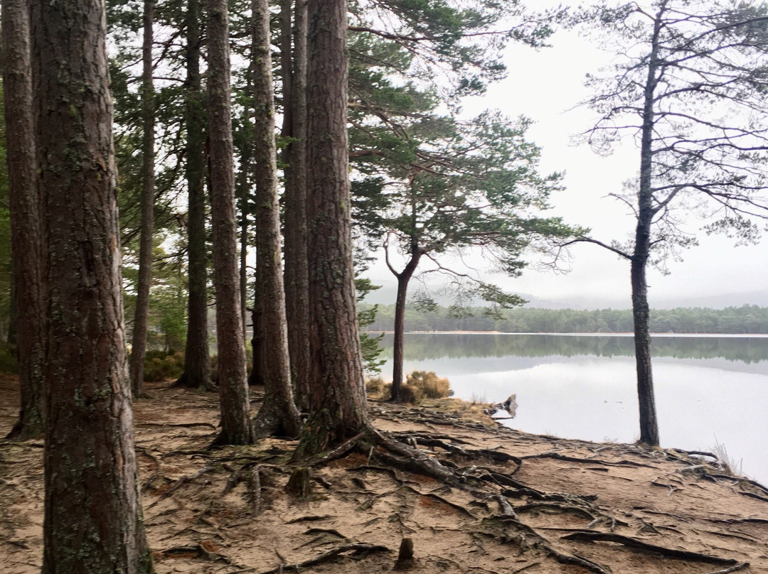 RSPB Loch Garten Nature Centre景点图片