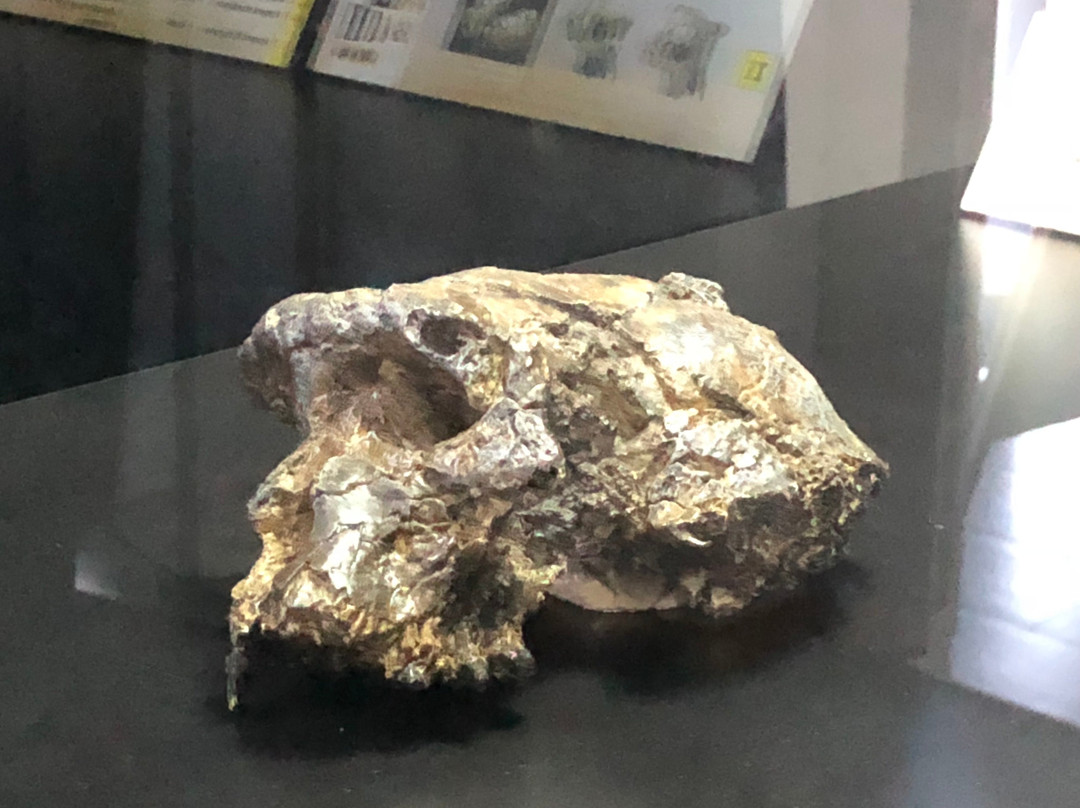 Musée National N'Djamena (National Museum)-恩加美纳必去景点