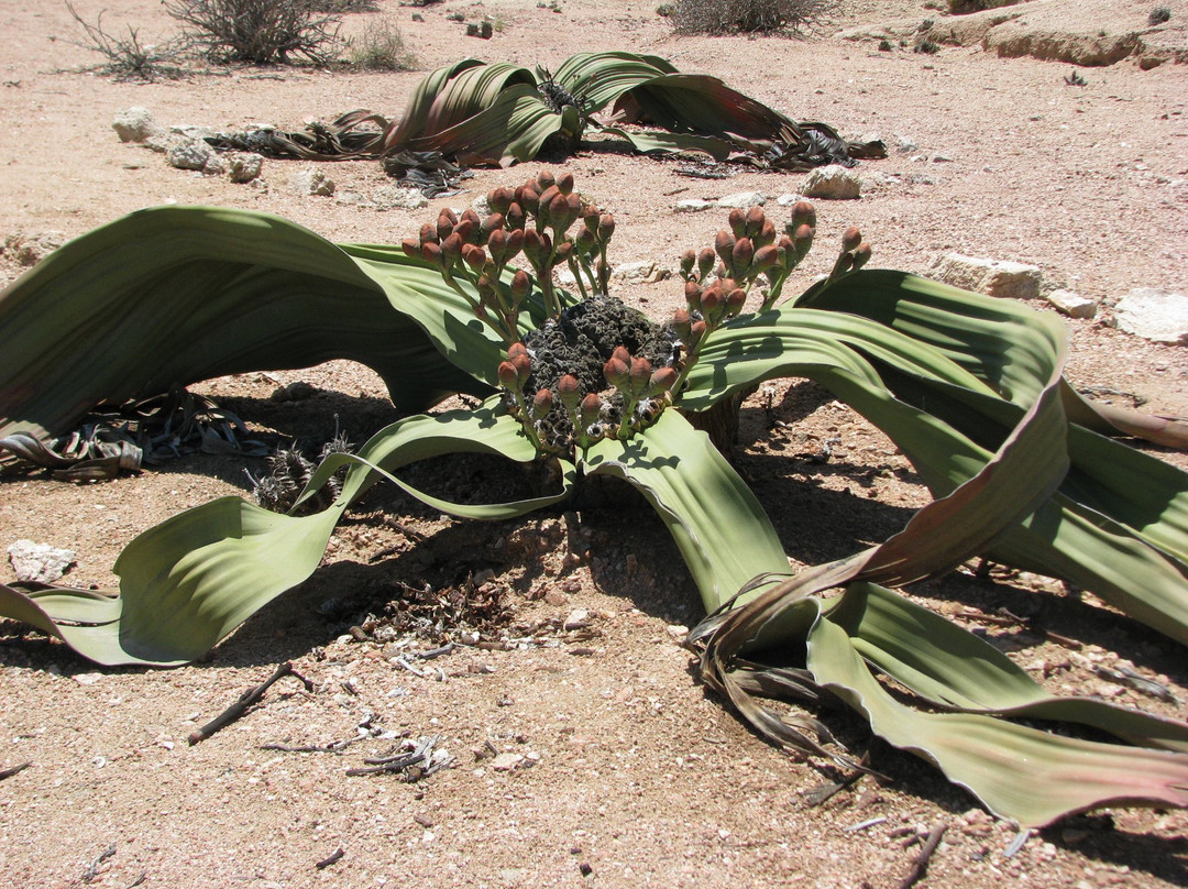 Kallisto Tours-斯瓦科普蒙德必去景点
