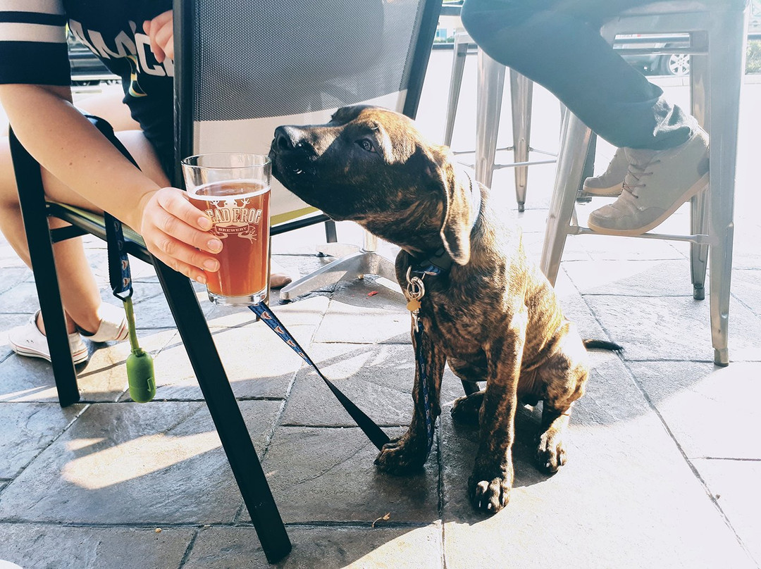 Dead Frog Brewery-Langley必去景点