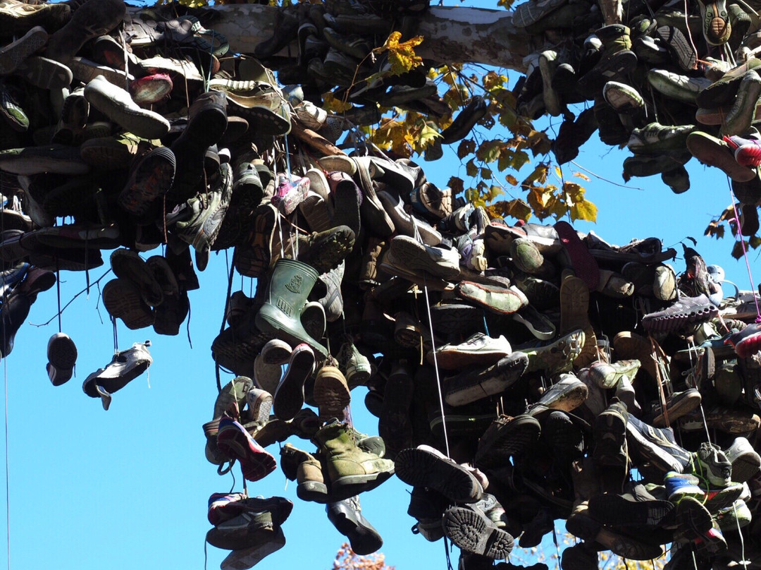 Shoe Tree-Alfalfa必去景点
