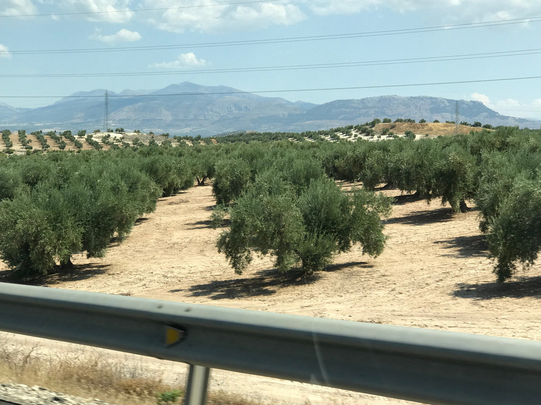 Oleoturismo Aceites Oro Bailen景点图片