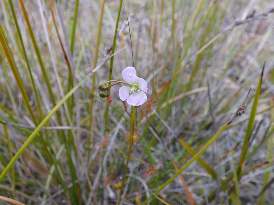 Waverley Flora Park-Mornington必去景点