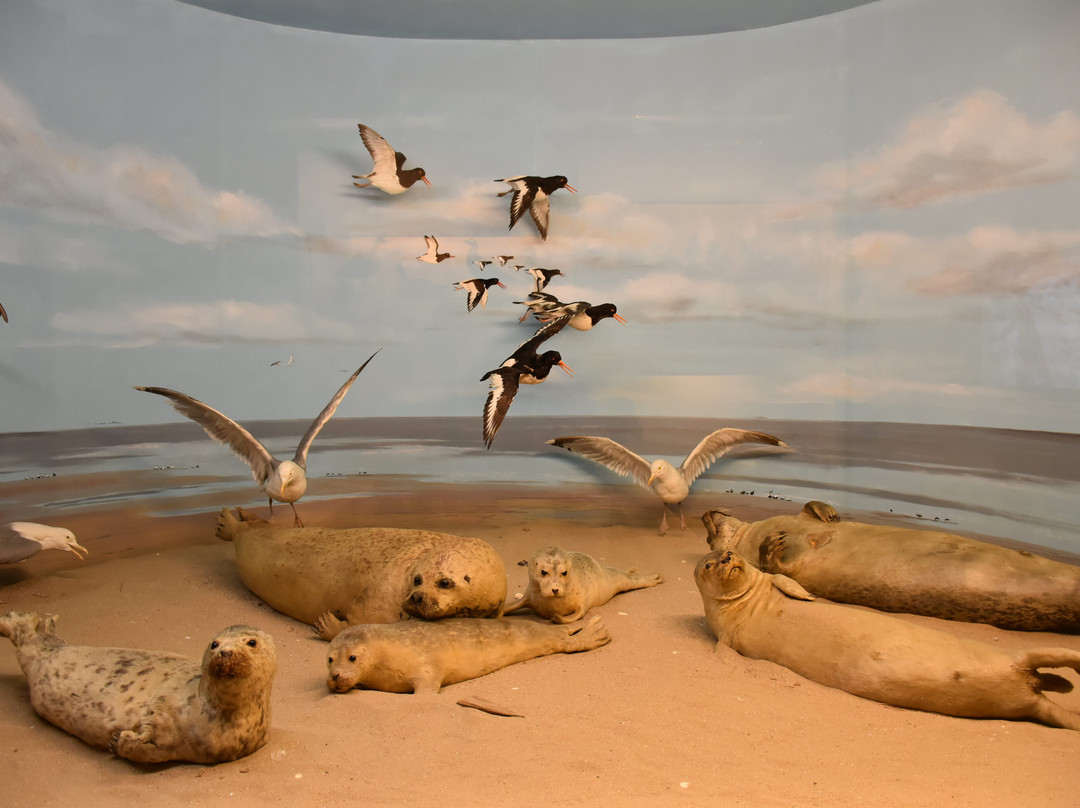 Natuurdiorama Holterberg景点图片