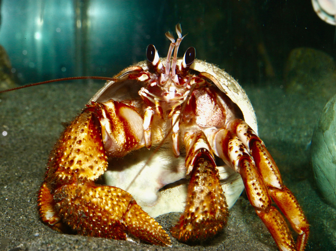 Discovery Passage Aquarium景点图片
