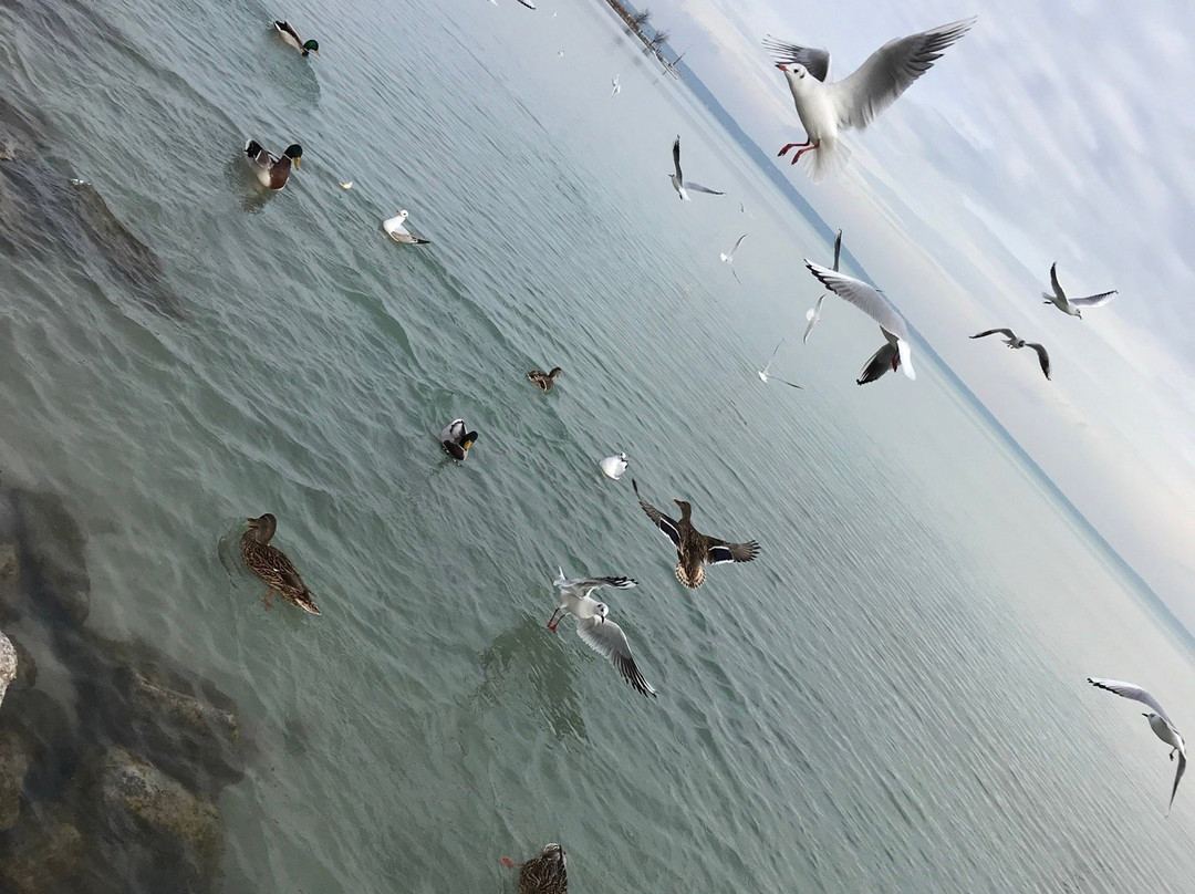 Wesselenyi Beach Balatonalmadi景点图片