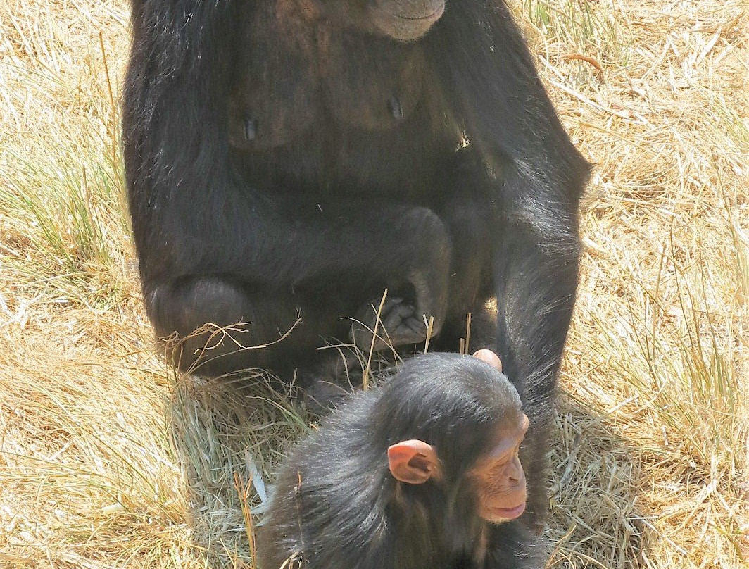 Chimfunshi Wildlife Orphanage-Chingola必去景点
