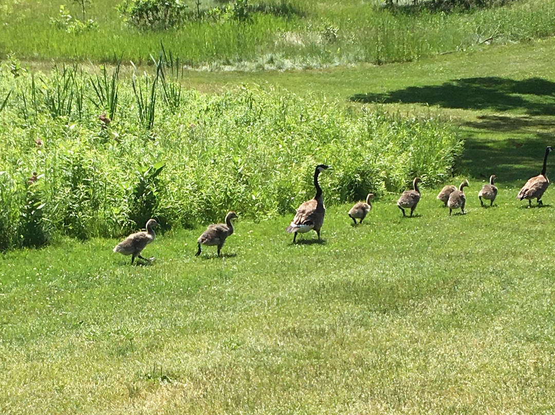 Glen Eagle Golf Club-博尔顿必去景点