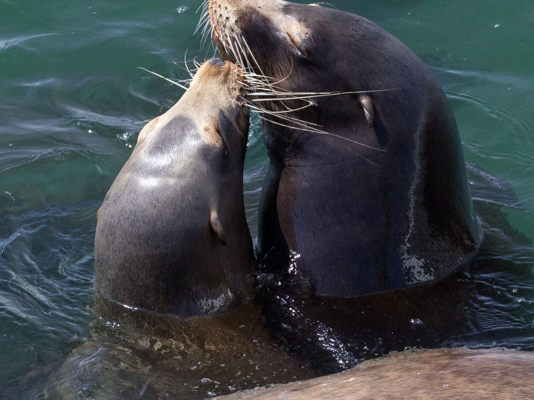 Newport Bay Fishing Pier-纽波特必去景点