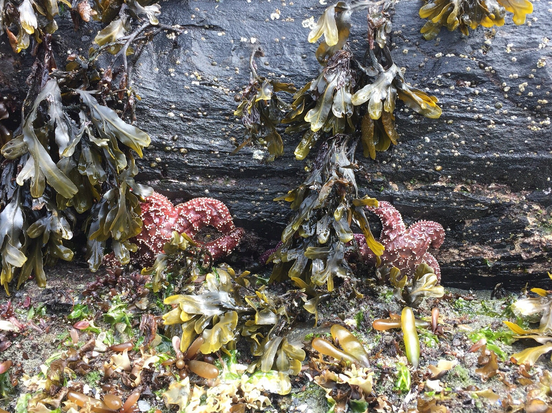 Rotary Beach-凯奇坎必去景点