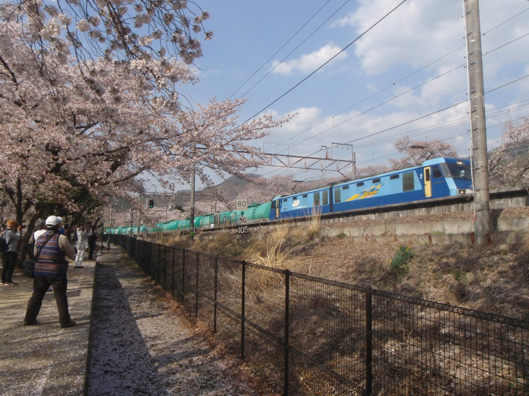Jinrokuzakura Park景点图片