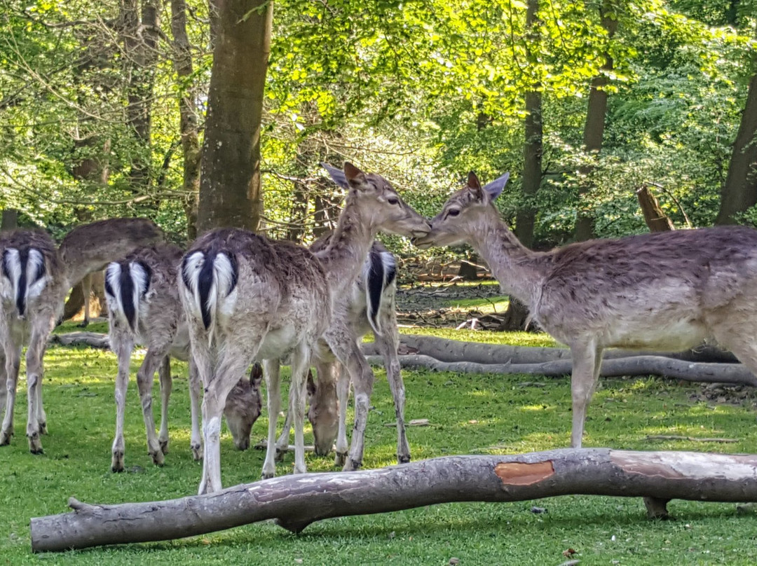 Dyrepark景点图片