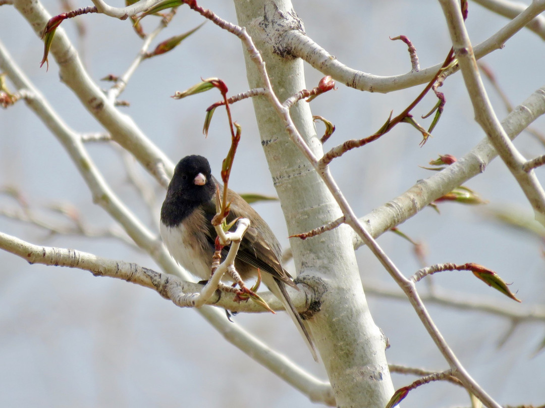 Steelhead Provincial Park-Savona必去景点