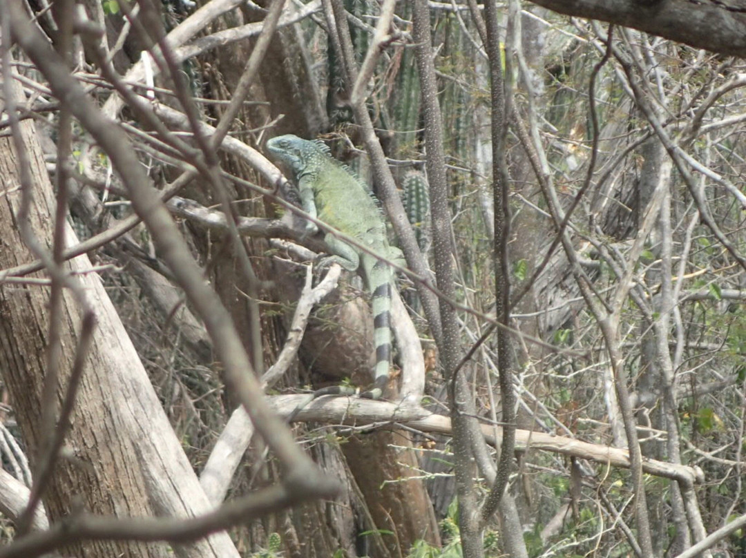Landhuis Jan Kok-Sint Willibrordus必去景点