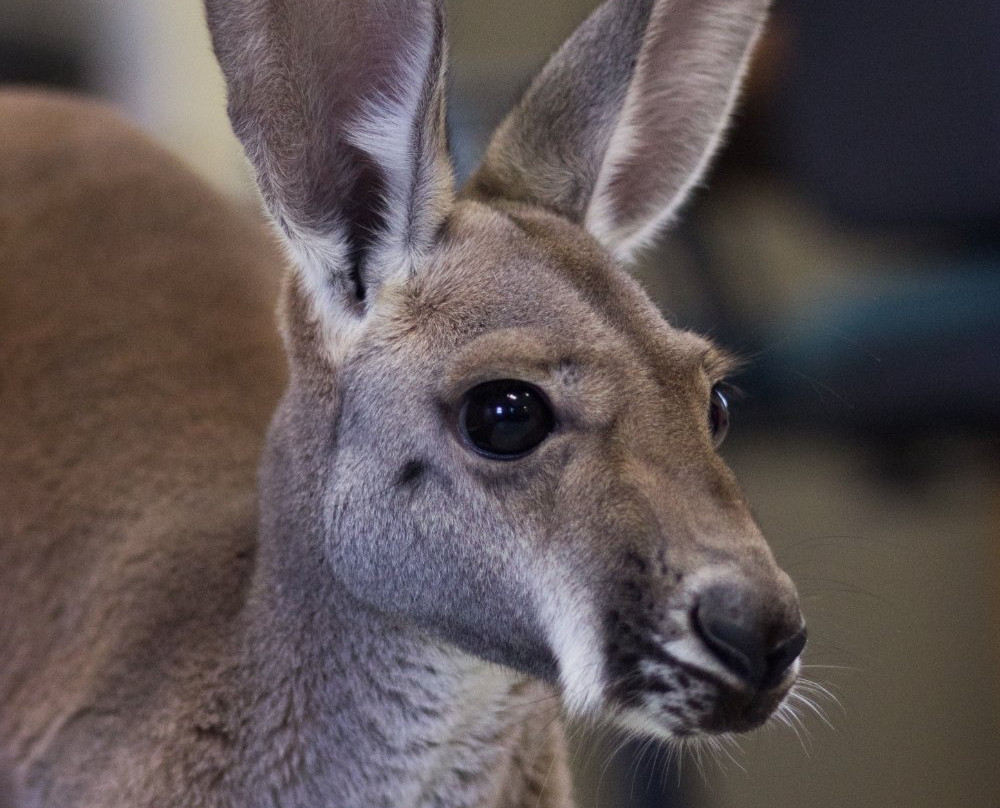 Pine Grove Zoo-Little Falls必去景点